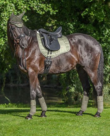 kramer horse racr kramer horse racr