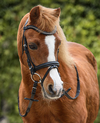 Pony Bridles & Bits