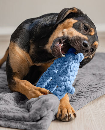 Dog Activities & Toys