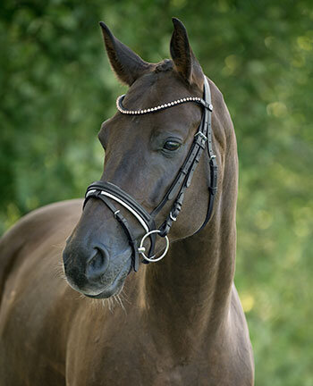 Bridles & Nosebands