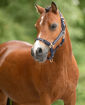 Pony & Foal