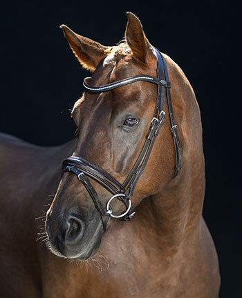 Bridles &  Accessories