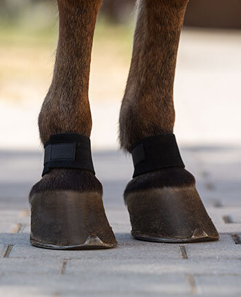 Weight Boots & Pastern Wraps