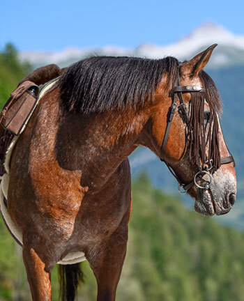 Horse Trekking Bridles & Accessories