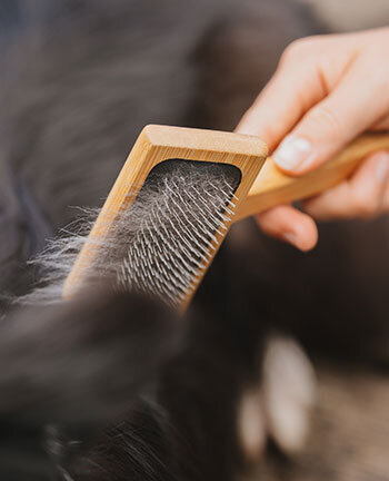 Dog Fur care