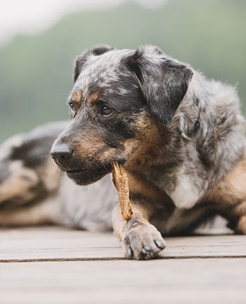 Chews & Treats