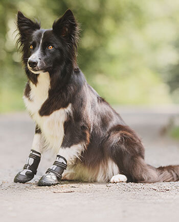 Dog Accessories
