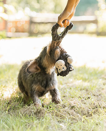 Dog Activities