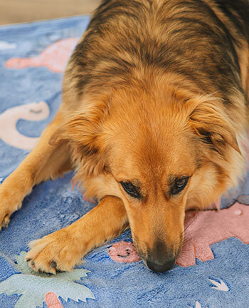 Dog Beds & Cushions
