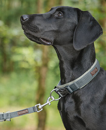 Dog Collars & Leads