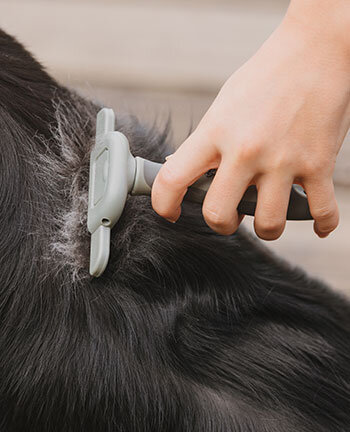 Dog Care