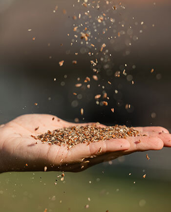 Horse Feed & Supplements