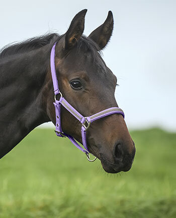 Pony & Foal