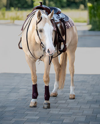 Western Horses