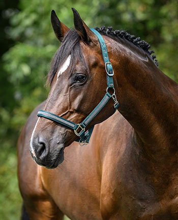 Headcollars