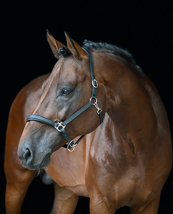 Leather Headcollars