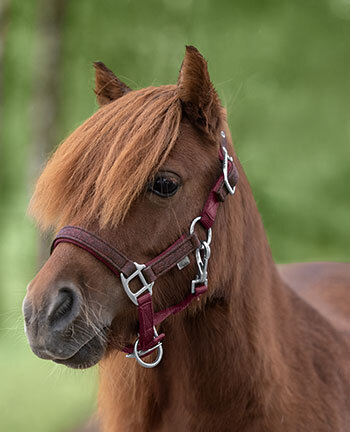 Pony & Shetlandpony Headcollars
