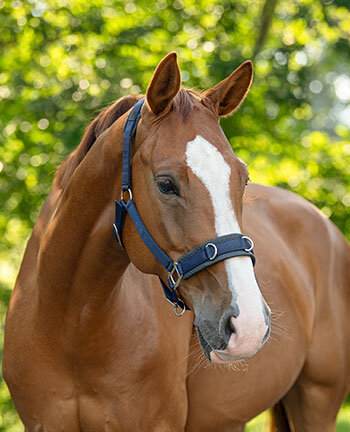 Training Headcollars