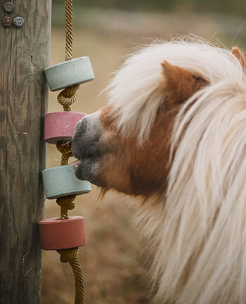 Horse Licks
