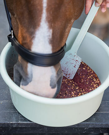 Mash & Pasture Seed