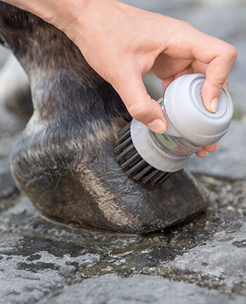 Hoof Cleaning