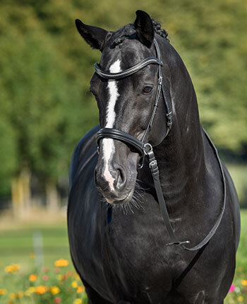 Bitless Bridles