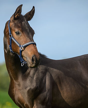 Pony & Foal Headcollars