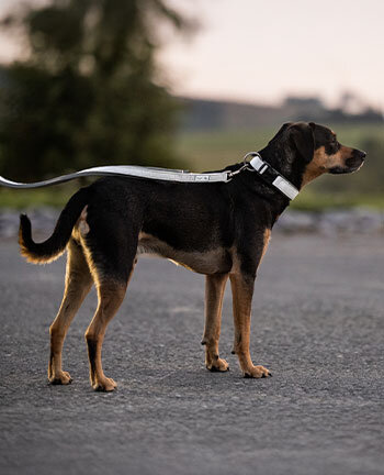 Reflective Wear Dog