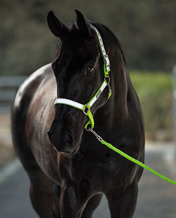 Reflective Wear Horse