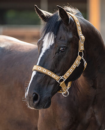 Headcollars