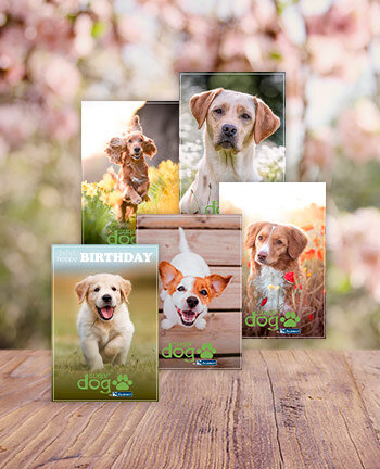 Printable dog motif vouchers