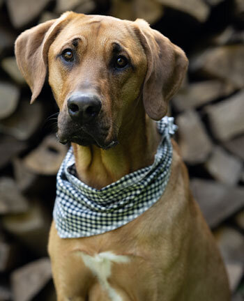 Dog Equipment & Accessories