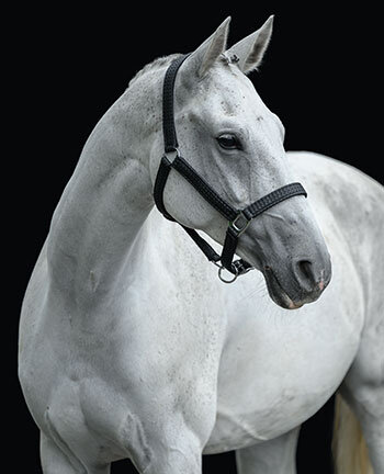 Headcollars & Lead Ropes