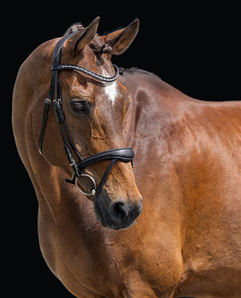 Bridles & Nosebands