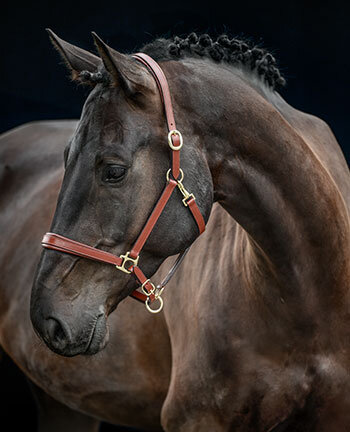 Leather Headcollars