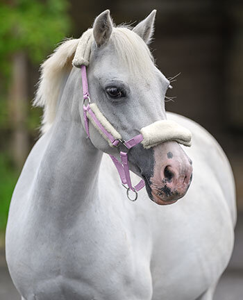 Pony & Shetlandpony Headcollars