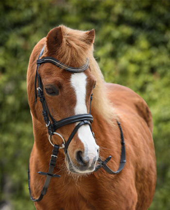 Pony Bridles