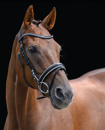 Cavesson & Flash Nosebands