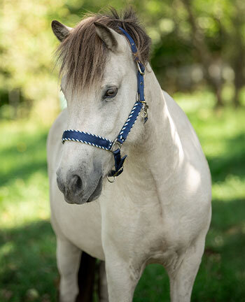Headcollars, Bridles, Bits & Accessories