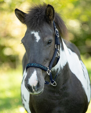 Icelandic Headcollars