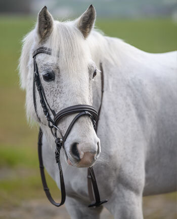 Pony Bridles & Bits