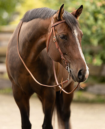 Western Headstalls & Accessories