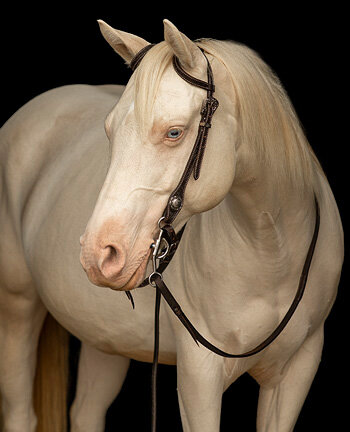 One-Ear & Two-Ear Headstalls