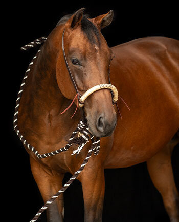 Bitless Bridles