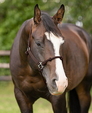 Western Horse Headcollars & Lead Ropes