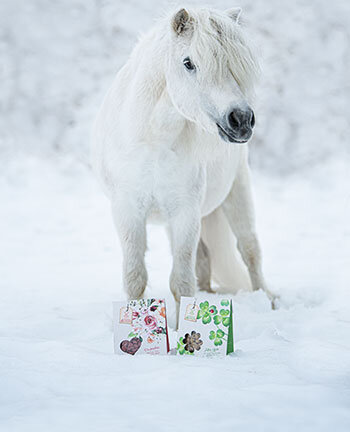 Gifts Treats for Horses