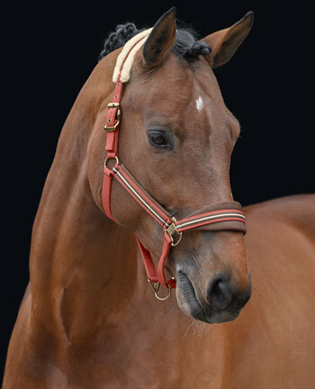 Headcollars & Lead Ropes