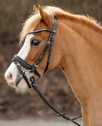 Pony Bridles