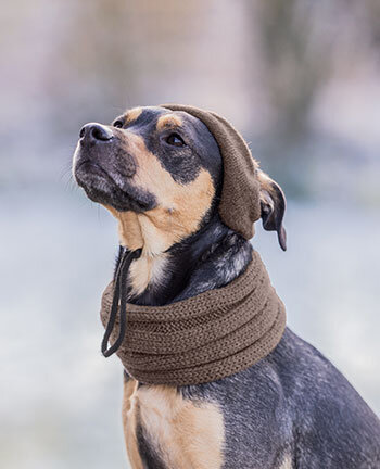 Dog Accessories