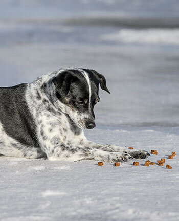 Feeding your Dog